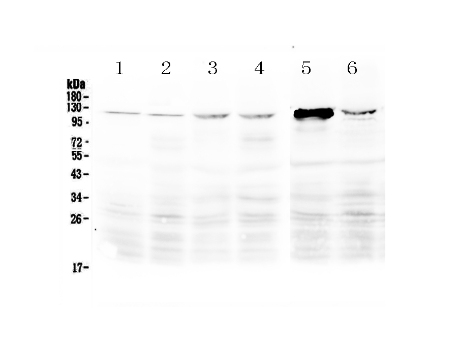 1 - Anti-DDX58 Picoband Antibody ABO12816