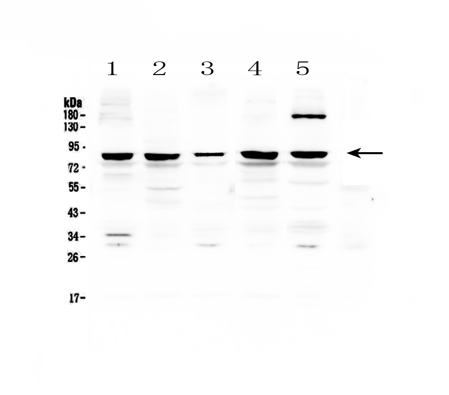 1 - Anti-CARS Picoband Antibody ABO12819