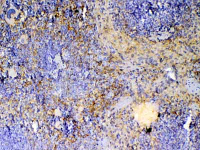 2 - Anti-ICOS Picoband Antibody ABO12822