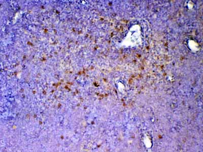2 - Anti-ICOS Picoband Antibody ABO12822