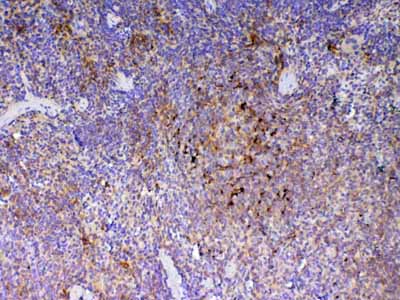 2 - Anti-ICOS Picoband Antibody ABO12822