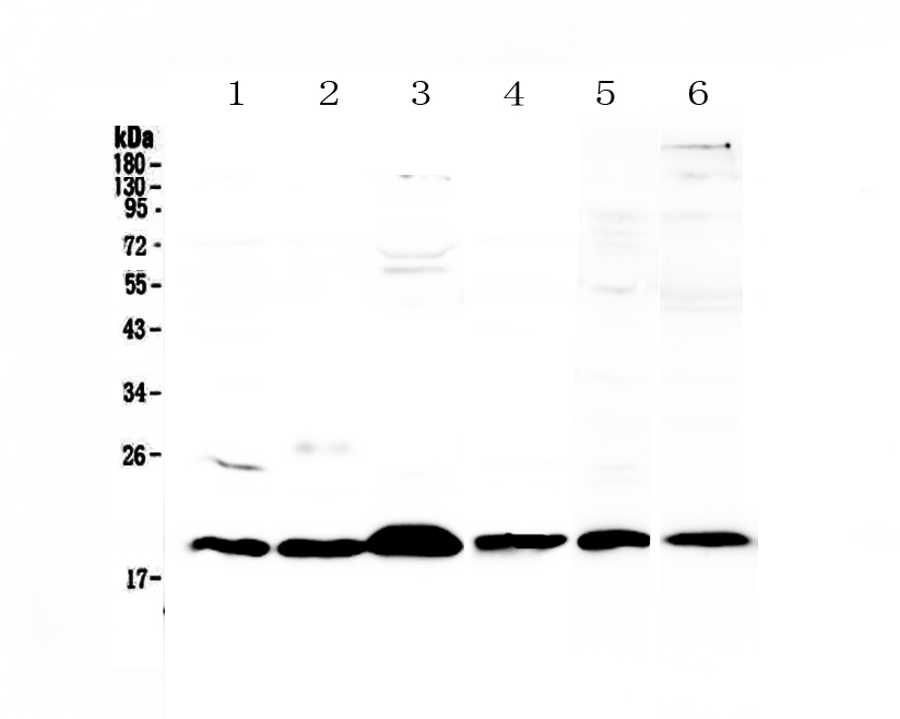 1 - Anti-ICOS Picoband Antibody ABO12822