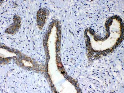 2 - Anti-ErbB 4 Picoband Antibody ABO12823