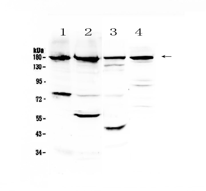 1 - Anti-ErbB 4 Picoband Antibody ABO12823