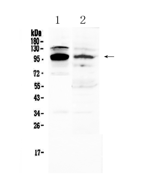 1 - Anti-NFAT2 Picoband Antibody ABO12825