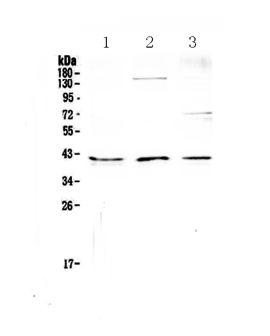 1 - Anti-CD47 Picoband Antibody ABO12826