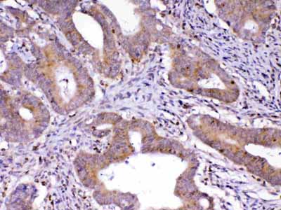 2 - Anti-Cdc20 Picoband Antibody ABO12829
