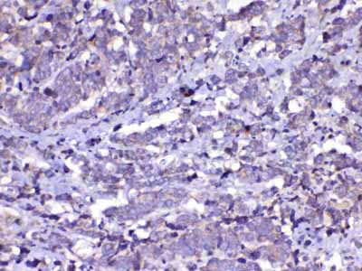 2 - Anti-Cdc20 Picoband Antibody ABO12829