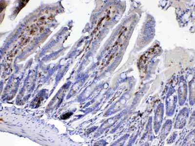 2 - Anti-Cdc20 Picoband Antibody ABO12829