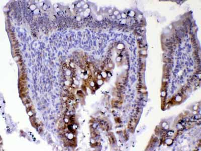 2 - Anti-Cdc20 Picoband Antibody ABO12829