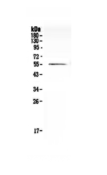 1 - Anti-Cdc20 Picoband Antibody ABO12829