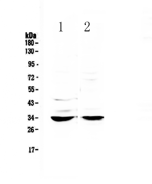 1 - Anti-ERCC1 Picoband Antibody ABO12830