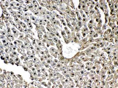 2 - Anti-GST3 / GST pi Picoband Antibody ABO12831