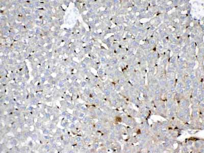 2 - Anti-GST3 / GST pi Picoband Antibody ABO12831