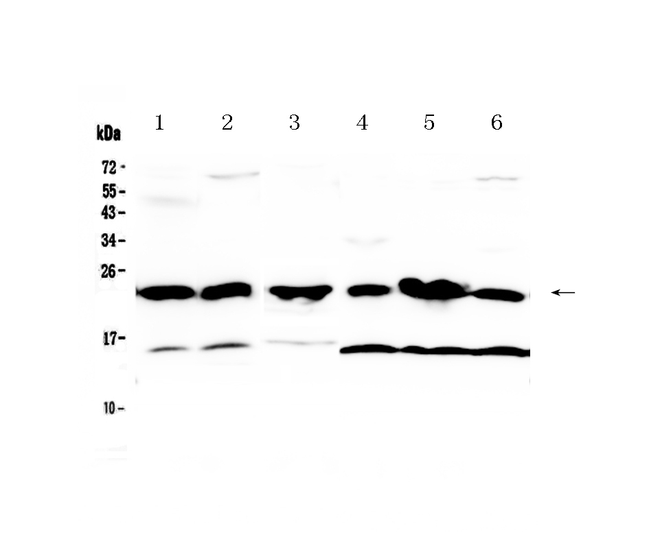 1 - Anti-GST3 / GST pi Picoband Antibody ABO12831