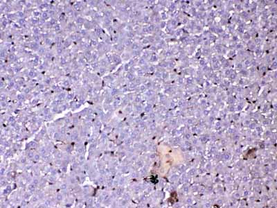 2 - Anti-GST3 / GST pi Picoband Antibody ABO12832