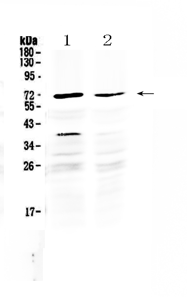 1 - Anti-MAK Picoband Antibody ABO12833