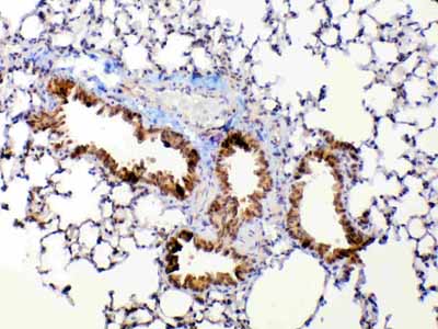 2 - Anti-MMP13 Picoband Antibody ABO12834