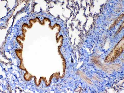 2 - Anti-MMP13 Picoband Antibody ABO12834