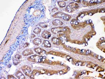 2 - Anti-MMP13 Picoband Antibody ABO12834