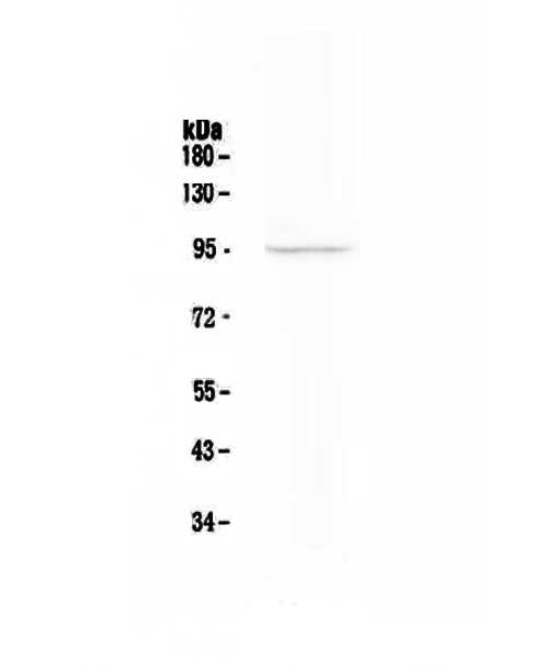 1 - Anti-FAP Picoband Antibody ABO12836
