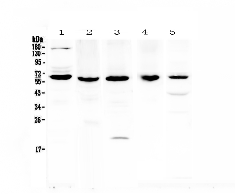 1 - Anti-TRAF3 Picoband Antibody ABO12837