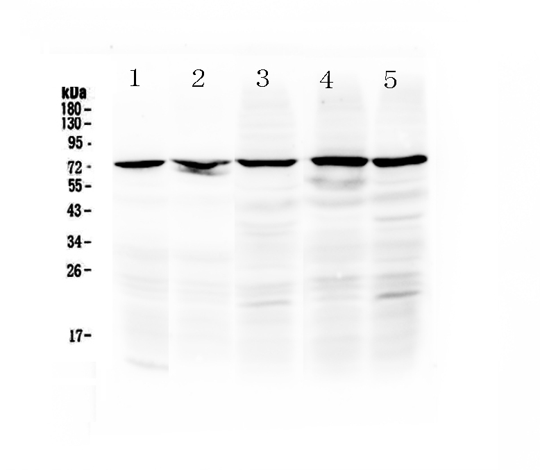 1 - Anti-Raf1 Picoband Antibody ABO12842