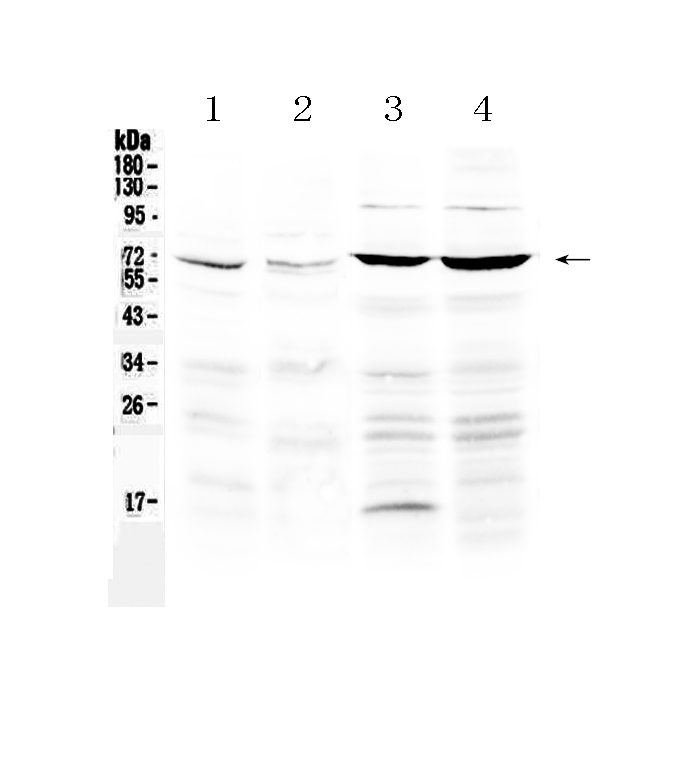 1 - Anti-PPAR gamma Picoband Antibody ABO12843