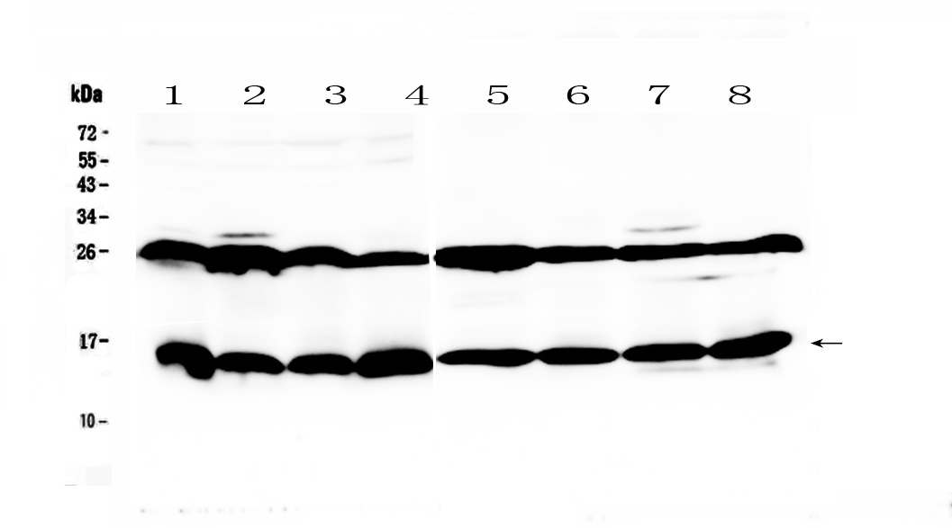 1 - Anti-Galectin 1 Picoband Antibody ABO12846