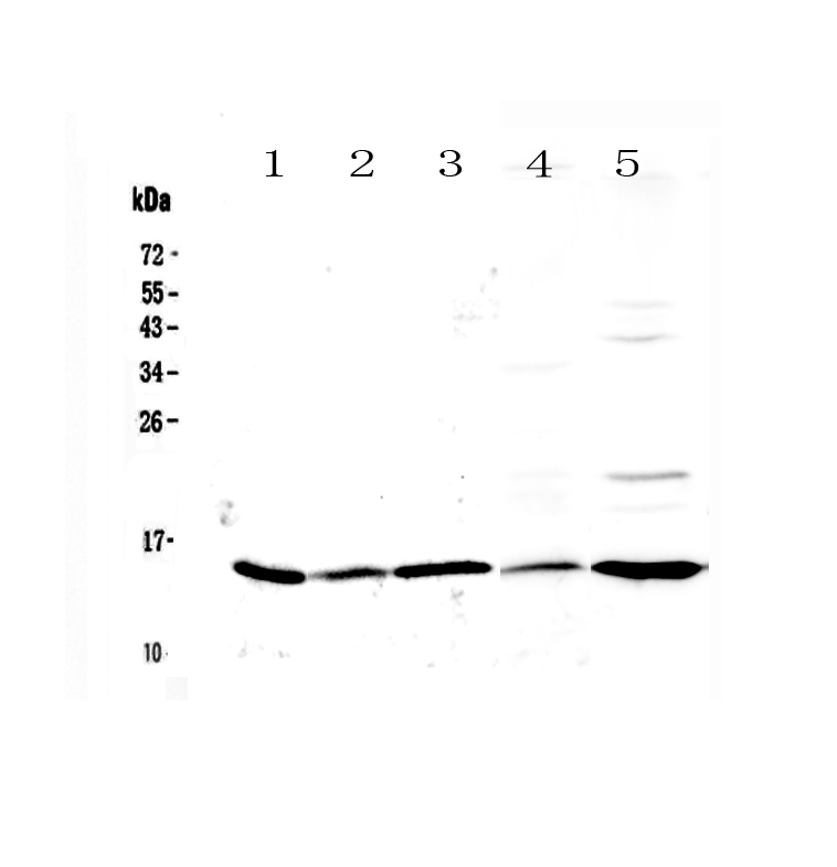 1 - Anti-Galectin 1 Picoband Antibody ABO12847