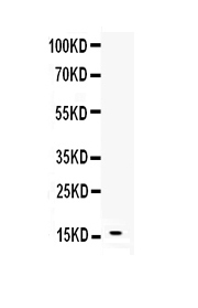 1 - Anti-Leptin Picoband Antibody ABO12849