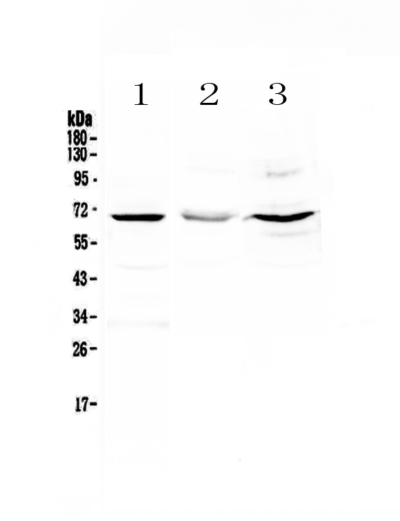 1 - Anti-CD5 Picoband Antibody ABO12851