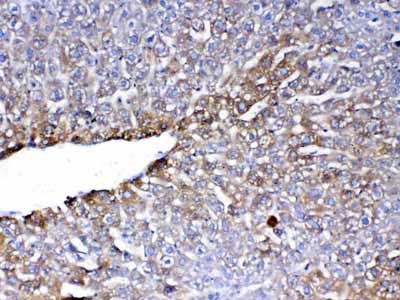 2 - Anti-PON1 Picoband Antibody ABO12853