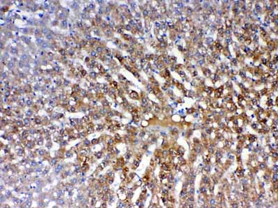 2 - Anti-PON1 Picoband Antibody ABO12853