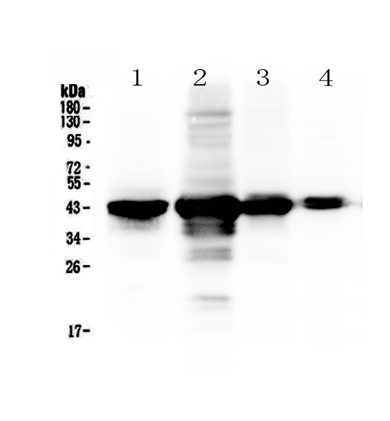 1 - Anti-PON1 Picoband Antibody ABO12853