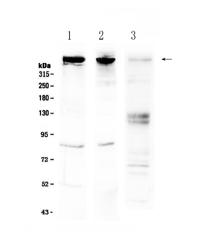 1 - Anti-Sacsin Picoband Antibody ABO12855