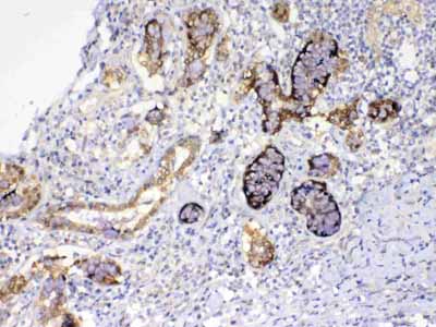 2 - Anti-GALE Picoband Antibody ABO12857