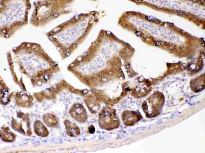 2 - Anti-GALE Picoband Antibody ABO12857