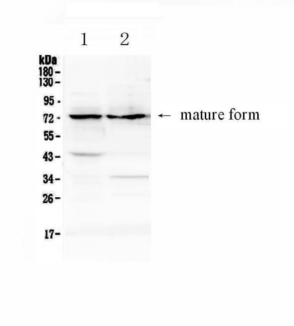 1 - Anti-ADAM10 Picoband Antibody ABO12859
