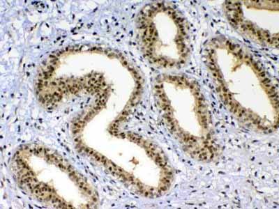 2 - Anti-XRCC1 Picoband Antibody ABO12861