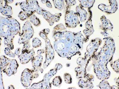 2 - Anti-XRCC1 Picoband Antibody ABO12861