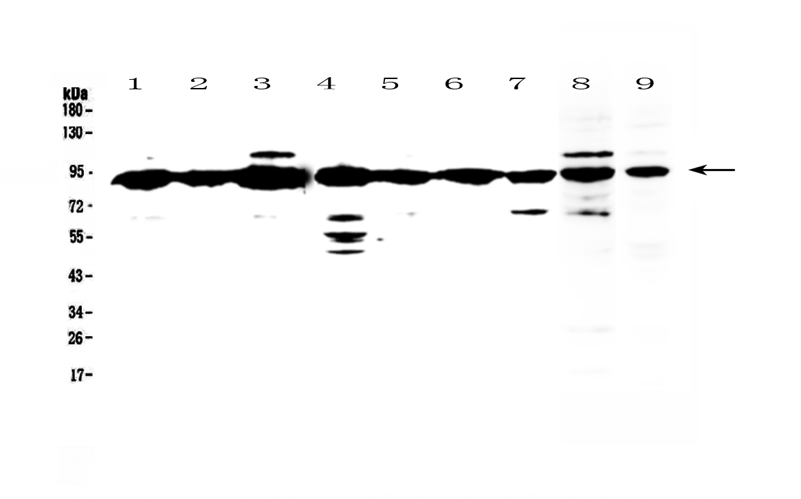 1 - Anti-XRCC1 Picoband Antibody ABO12861