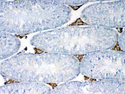 2 - Anti-NSF Picoband Antibody ABO12863