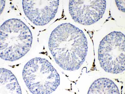 2 - Anti-NSF Picoband Antibody ABO12863