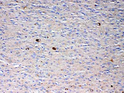 2 - Anti-NSF Picoband Antibody ABO12863