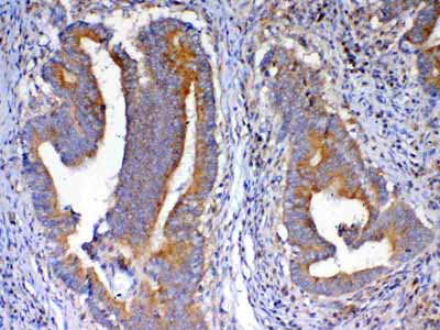 2 - Anti-NSF Picoband Antibody ABO12863
