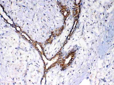 2 - Anti-NSF Picoband Antibody ABO12863