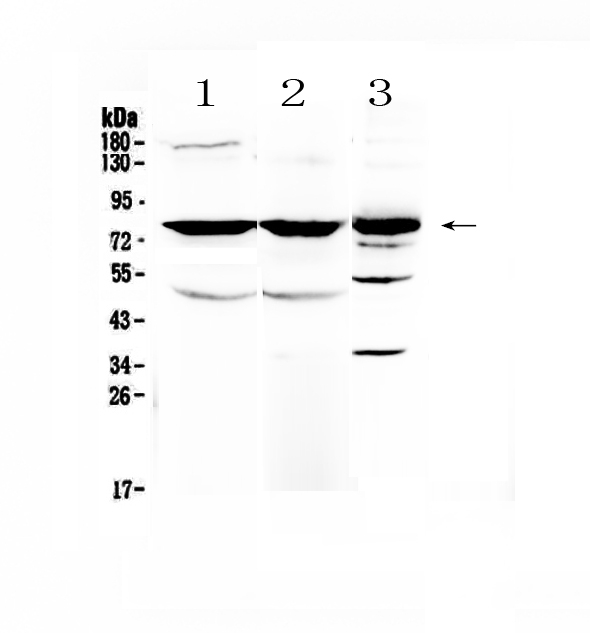 1 - Anti-NSF Picoband Antibody ABO12863