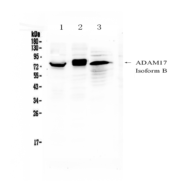 1 - Anti-ADAM17 Picoband Antibody ABO12864