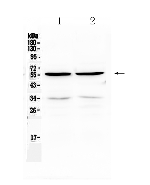 1 - Anti-PTP1B Picoband Antibody ABO12866